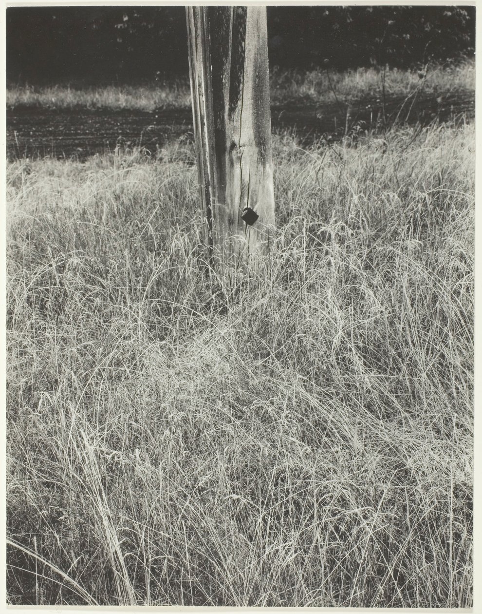Gress og flaggstang, 1933. av Alfred Stieglitz