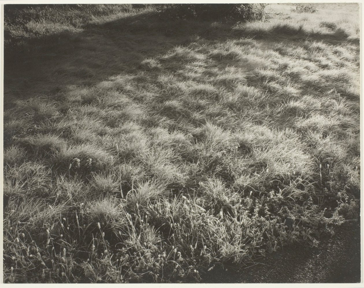 Gress og frost av Alfred Stieglitz