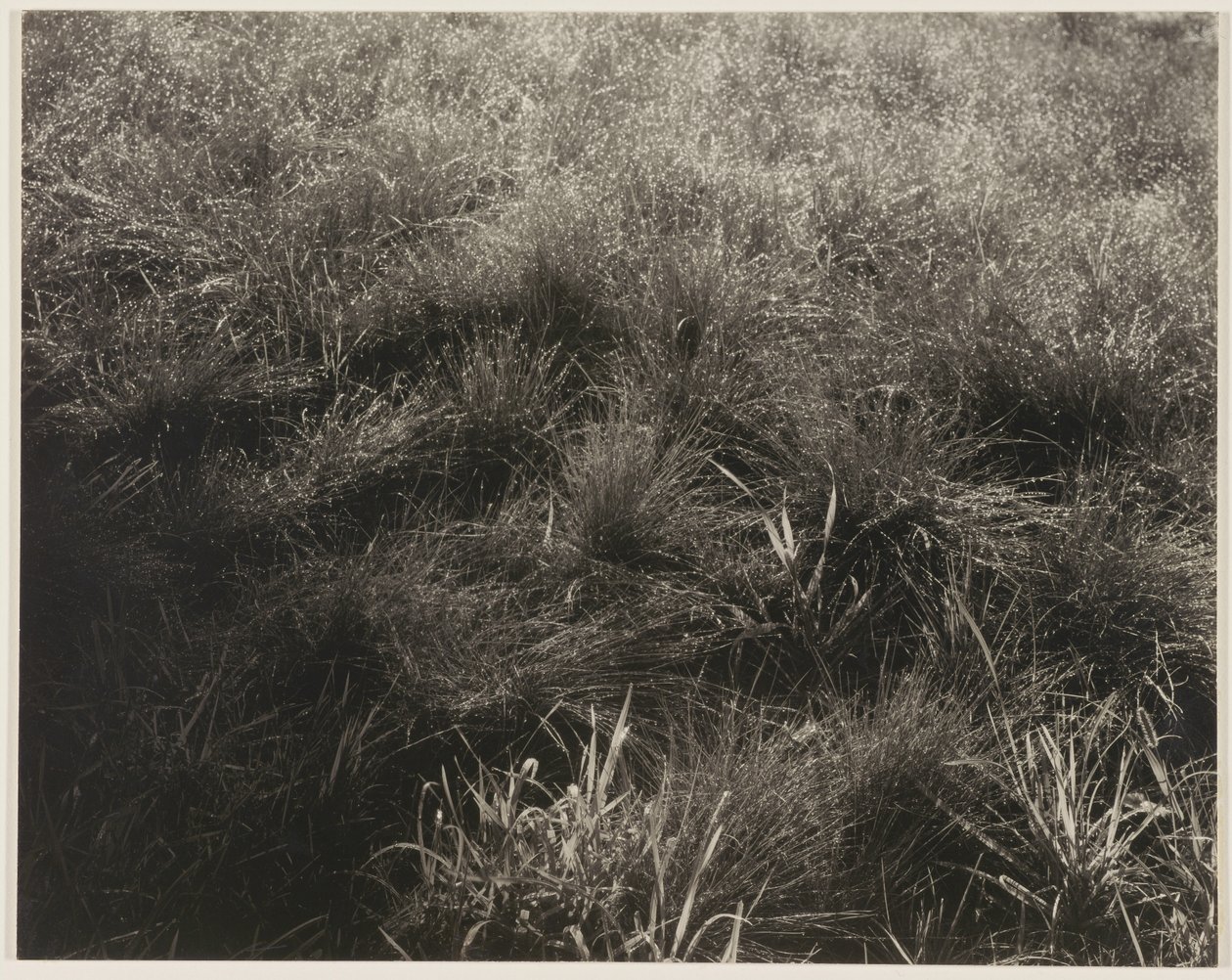  av Alfred Stieglitz