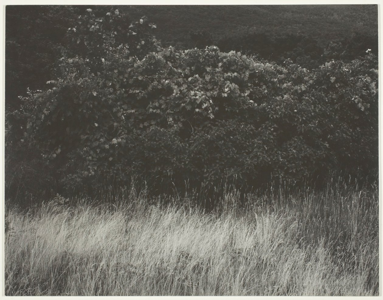 Hedge and Grasses - Lake George, 1933. av Alfred Stieglitz