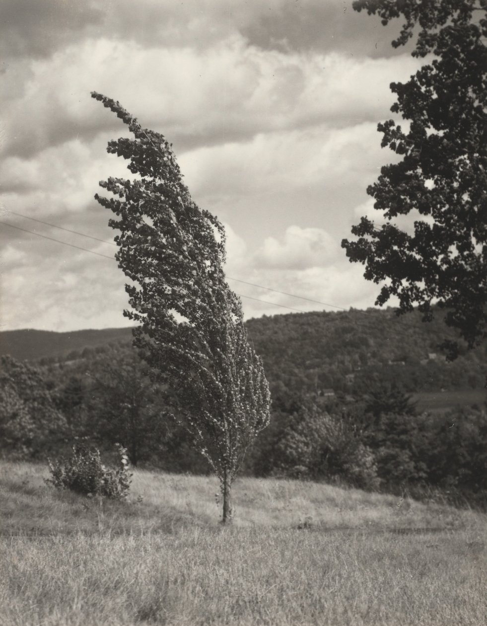 Poplar – Lake George av Alfred Stieglitz