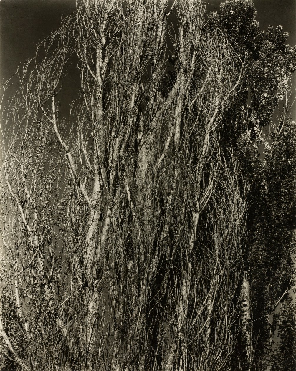 Popler - Lake George av Alfred Stieglitz