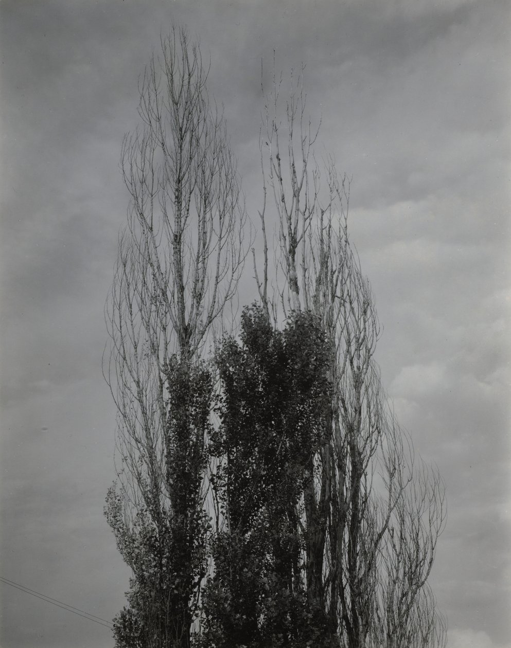 Poppeltrær – Lake George av Alfred Stieglitz