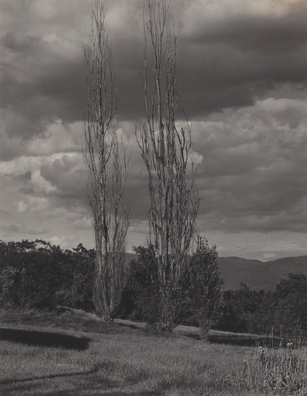 Poppeltrær – Lake George av Alfred Stieglitz