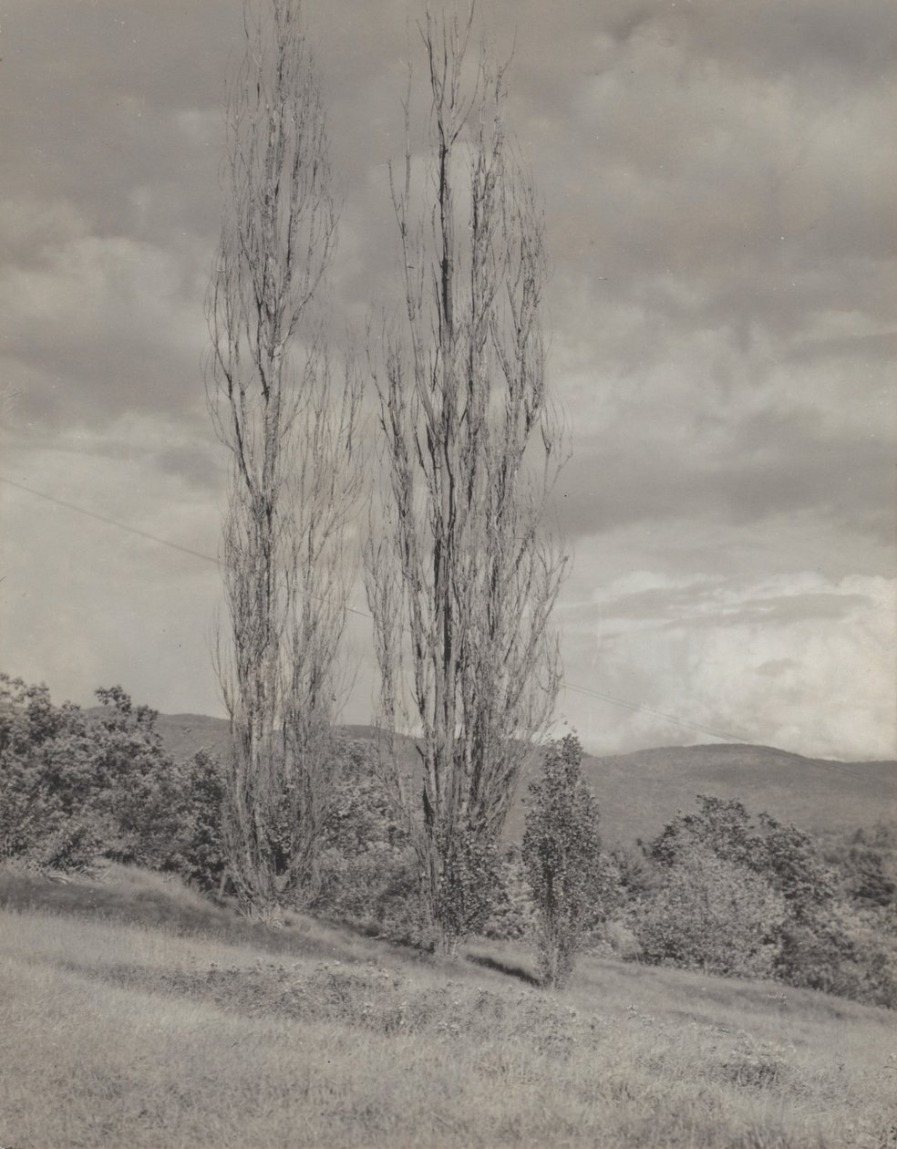 Popler - Lake George av Alfred Stieglitz