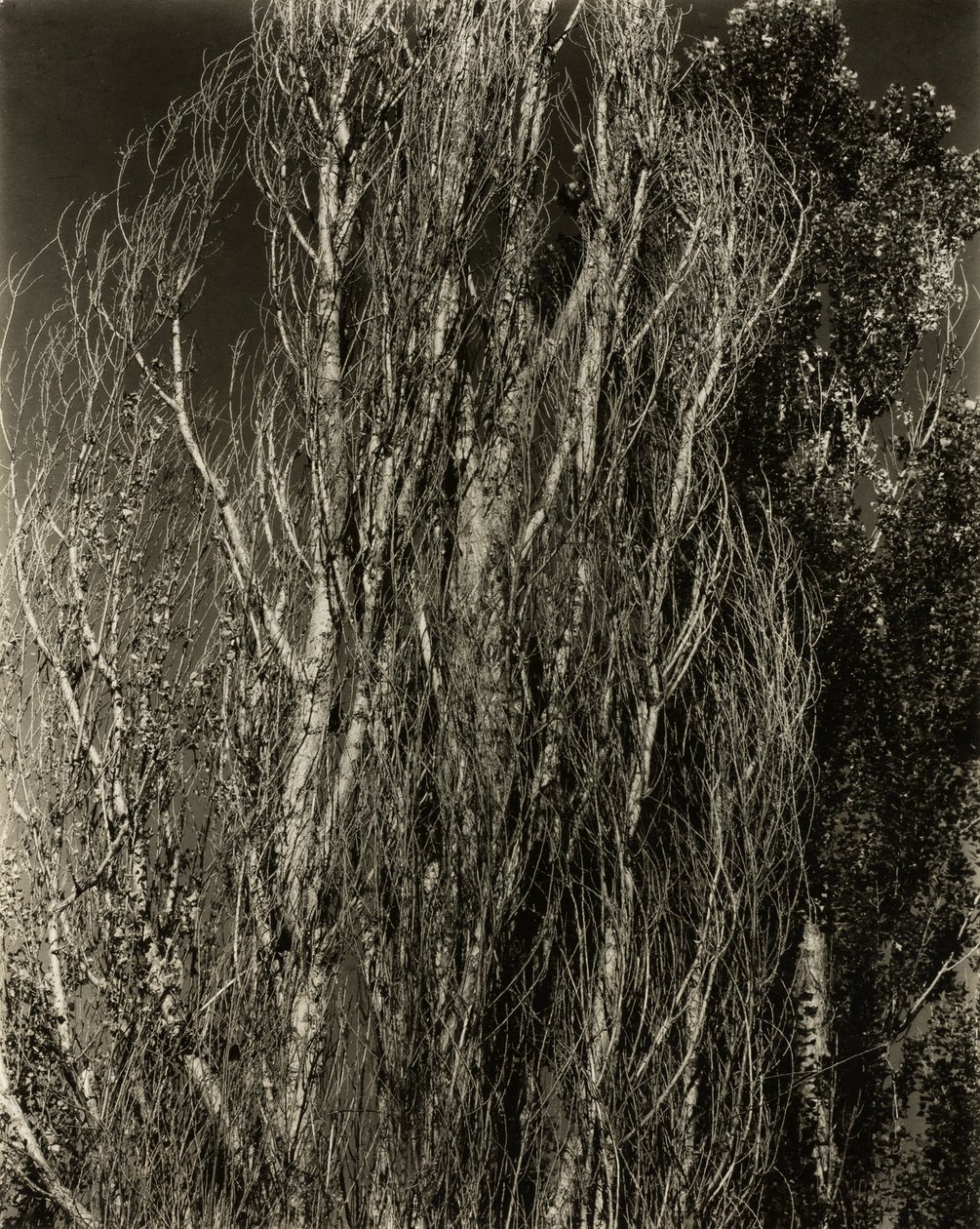 Popler - Lake George av Alfred Stieglitz