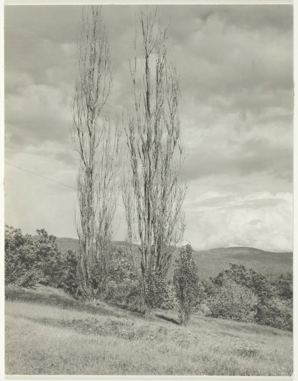 Popler - Lake George av Alfred Stieglitz