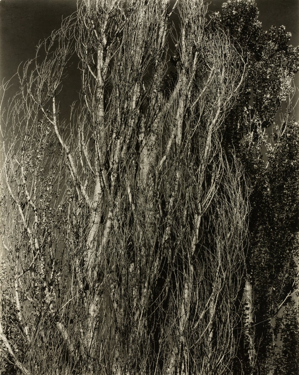 Poplars—Lake George, 1932. av Alfred Stieglitz