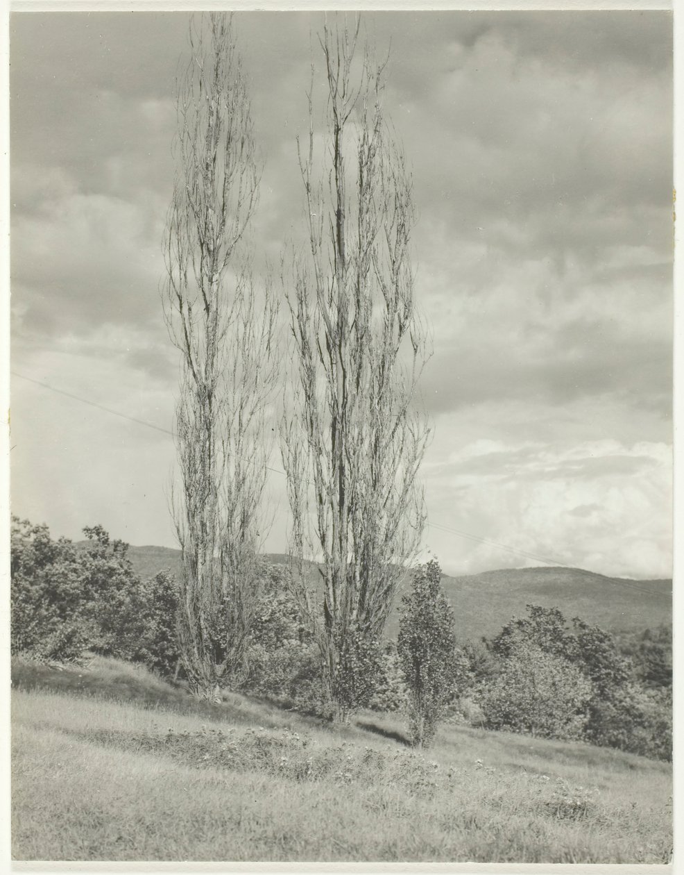 Poplars—Lake George, 1935. av Alfred Stieglitz