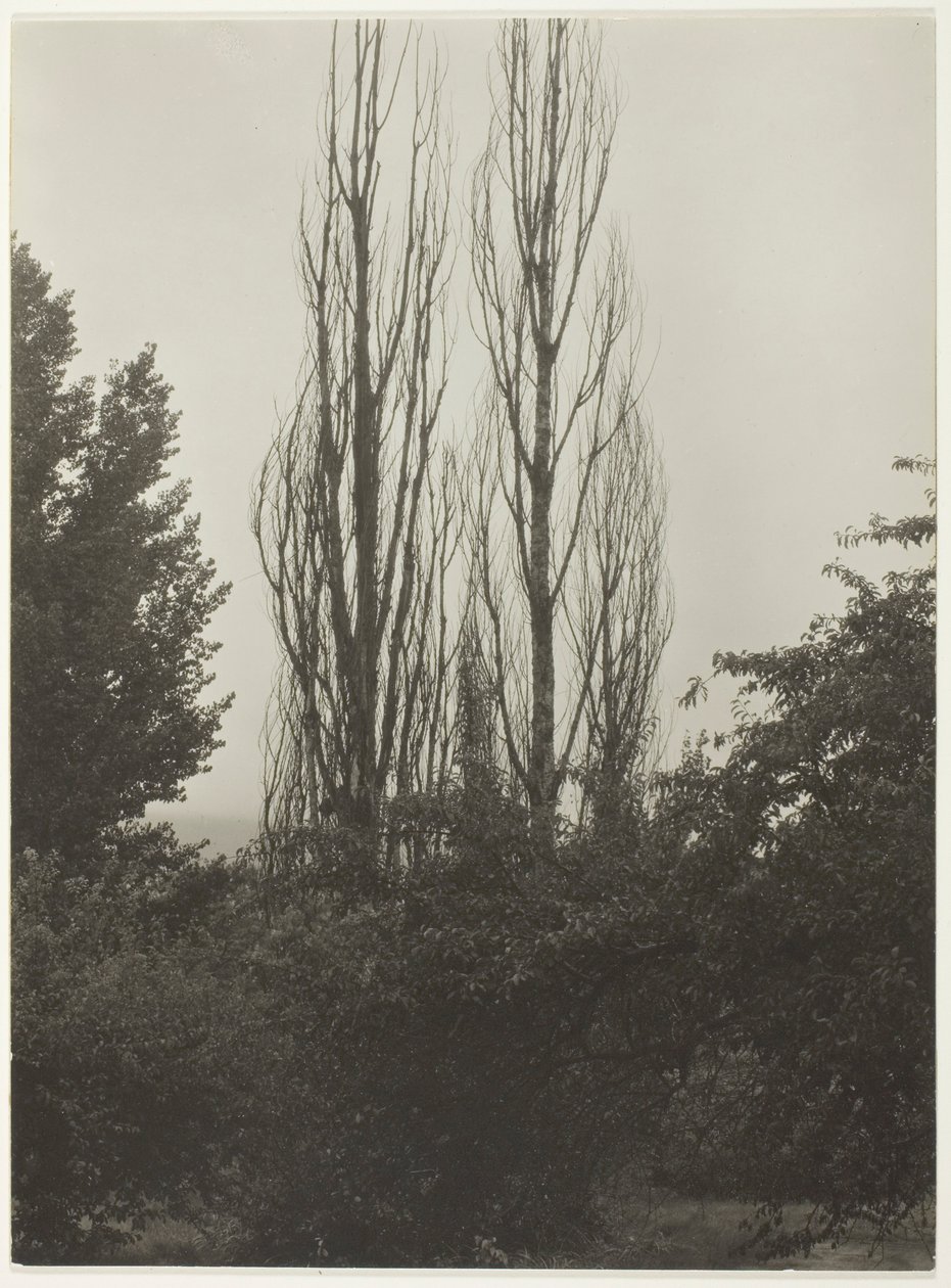 Popler - Lake George av Alfred Stieglitz