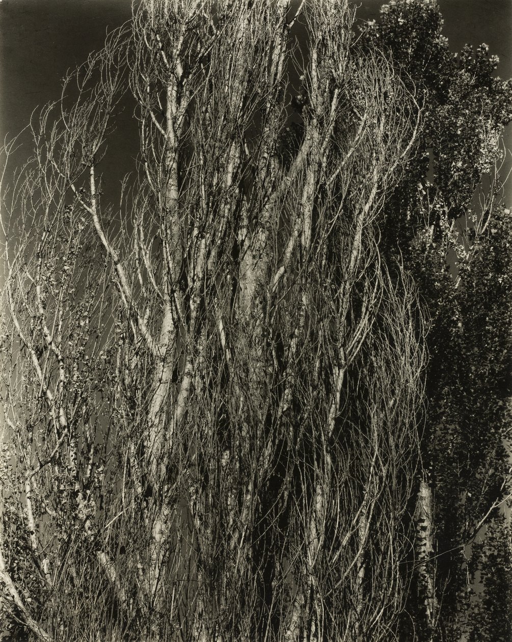 Popler - Lake George av Alfred Stieglitz