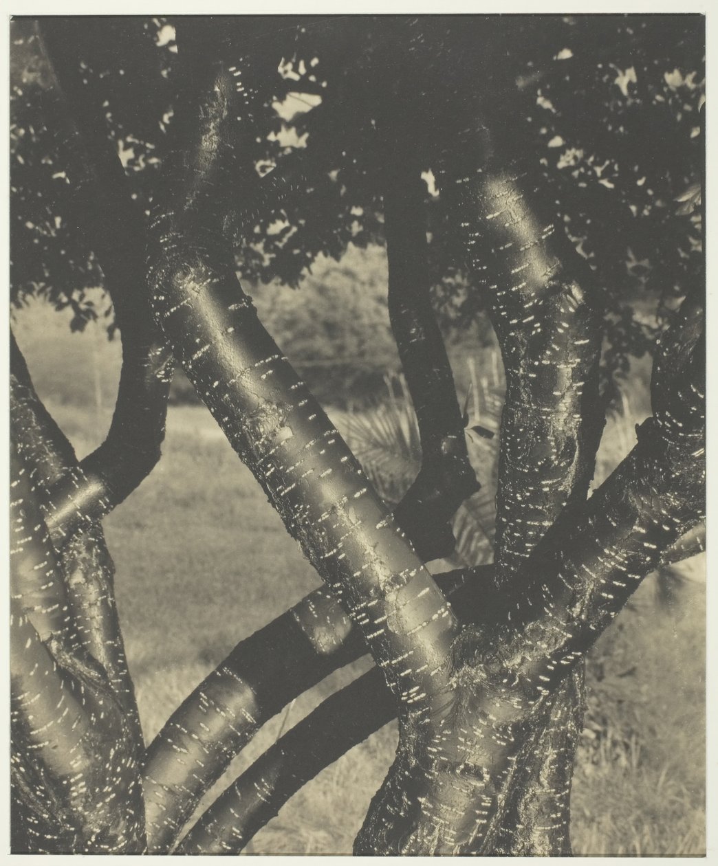 De dansende trærne, 1922. av Alfred Stieglitz