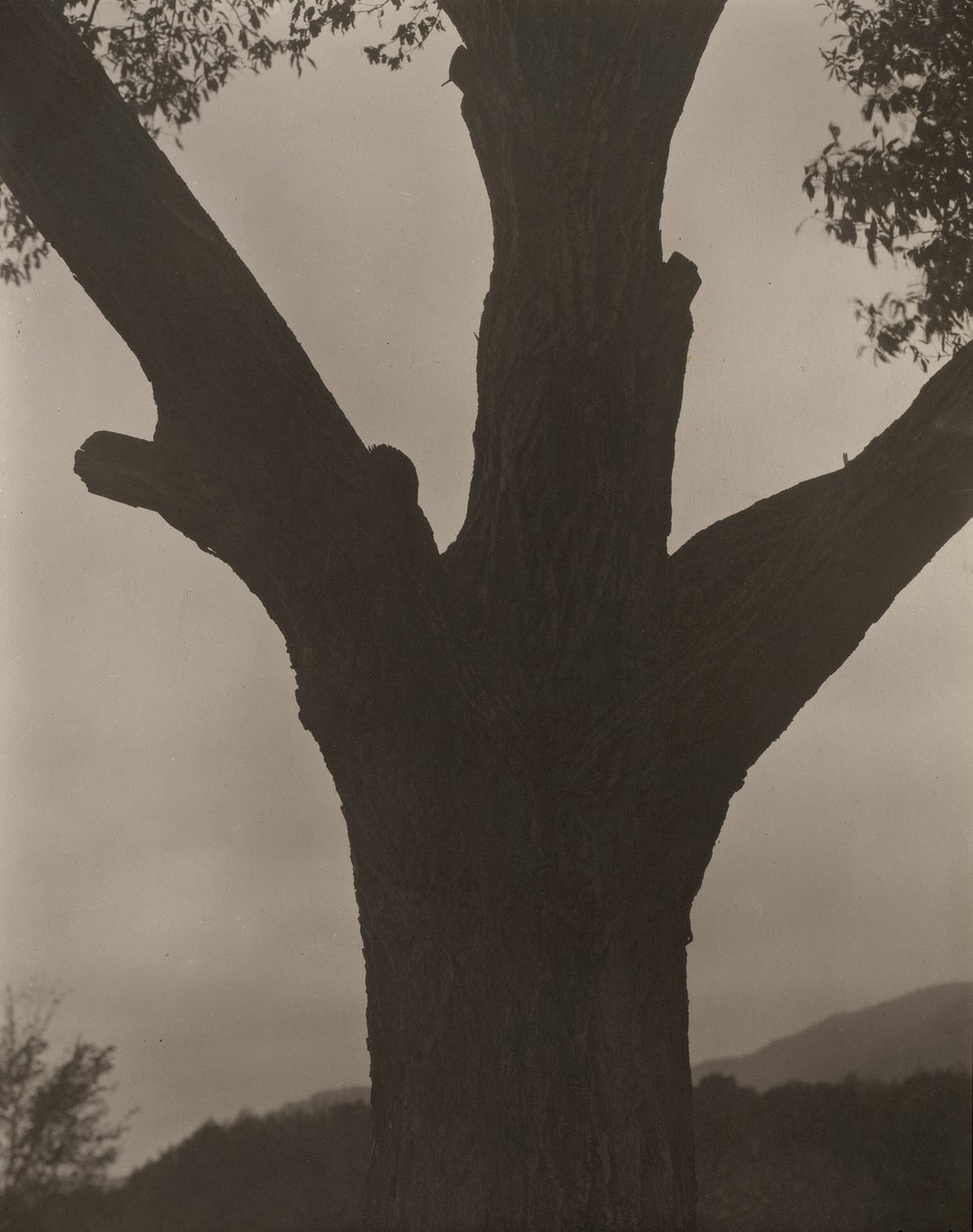 Den døende kastanjen av Alfred Stieglitz