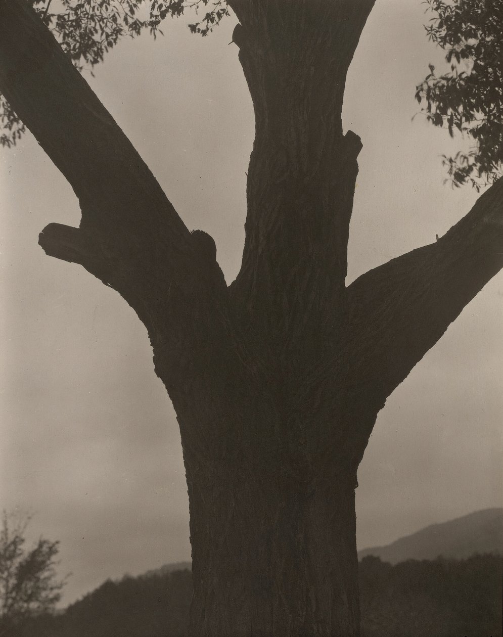 The Dying Chestnut, 1919. av Alfred Stieglitz
