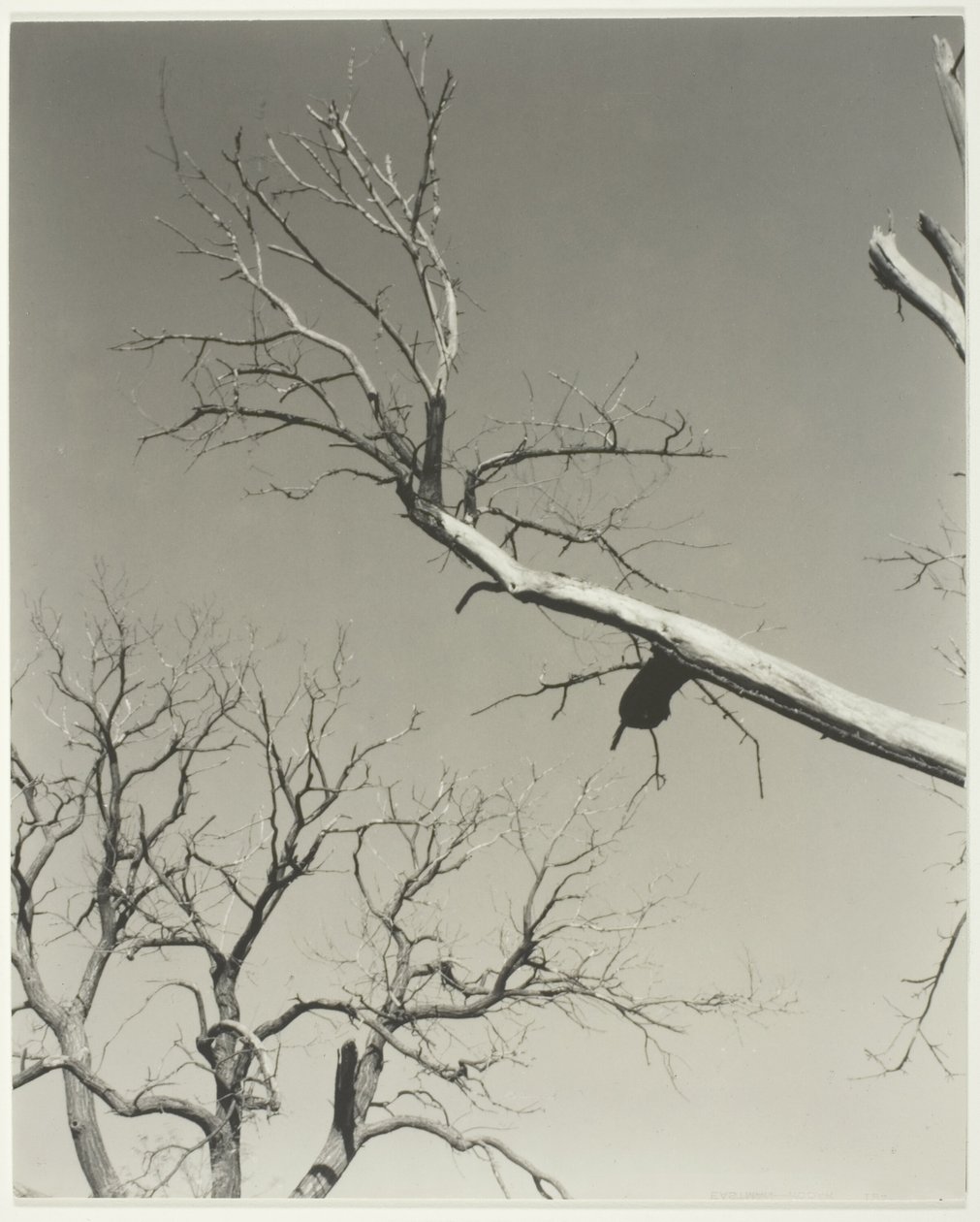  av Alfred Stieglitz