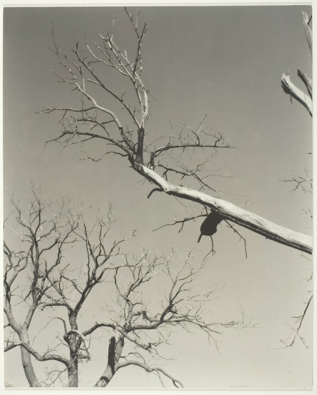 The Dying Chestnut Tree — Min lærer, 1927. av Alfred Stieglitz