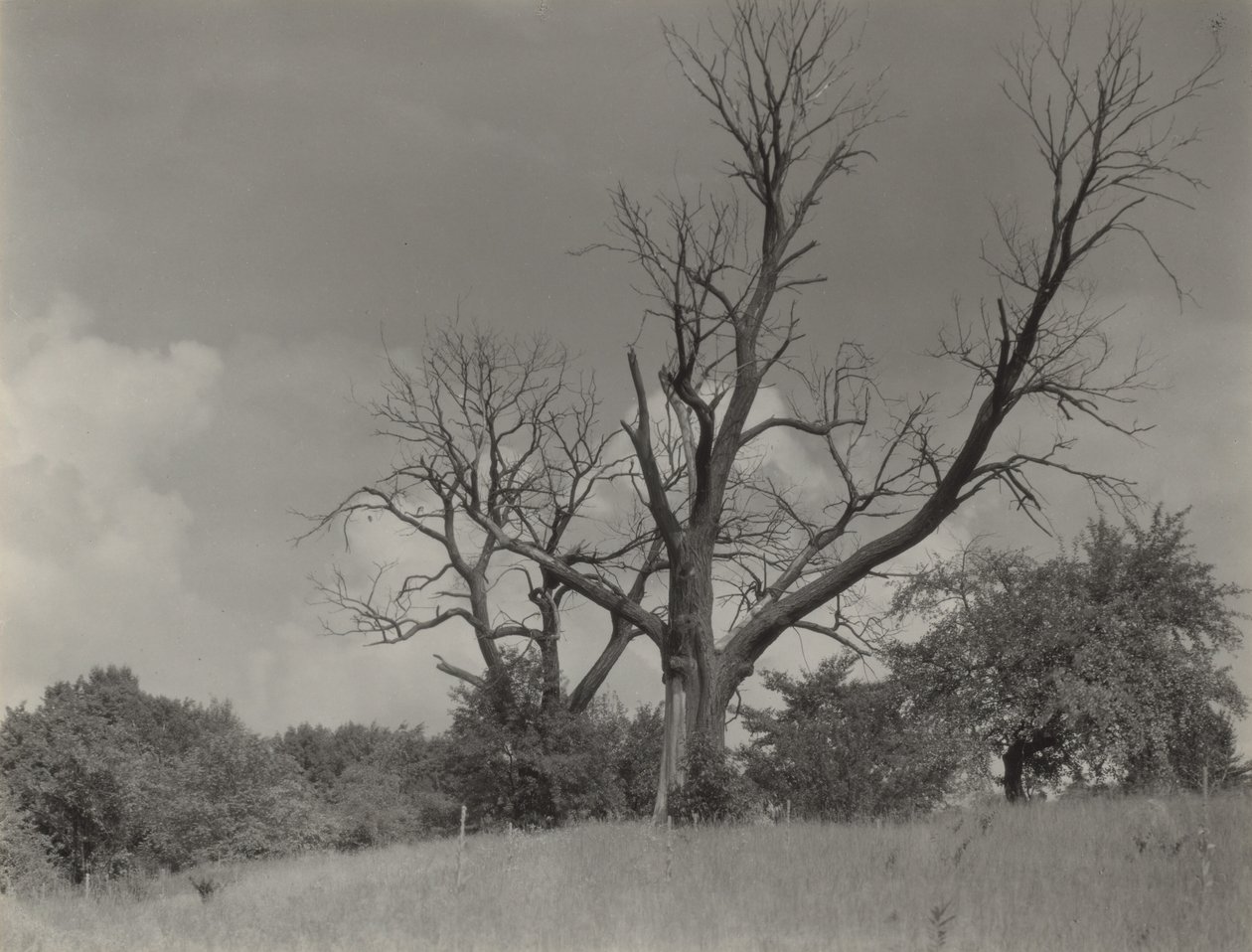 Det døende kastanjetreet av Alfred Stieglitz