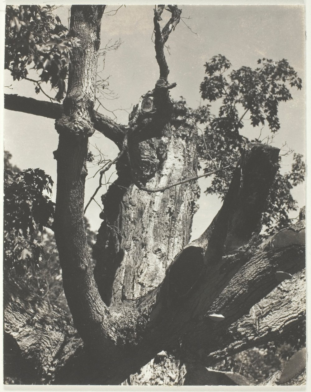 Den gamle lønnen—Lake George av Alfred Stieglitz