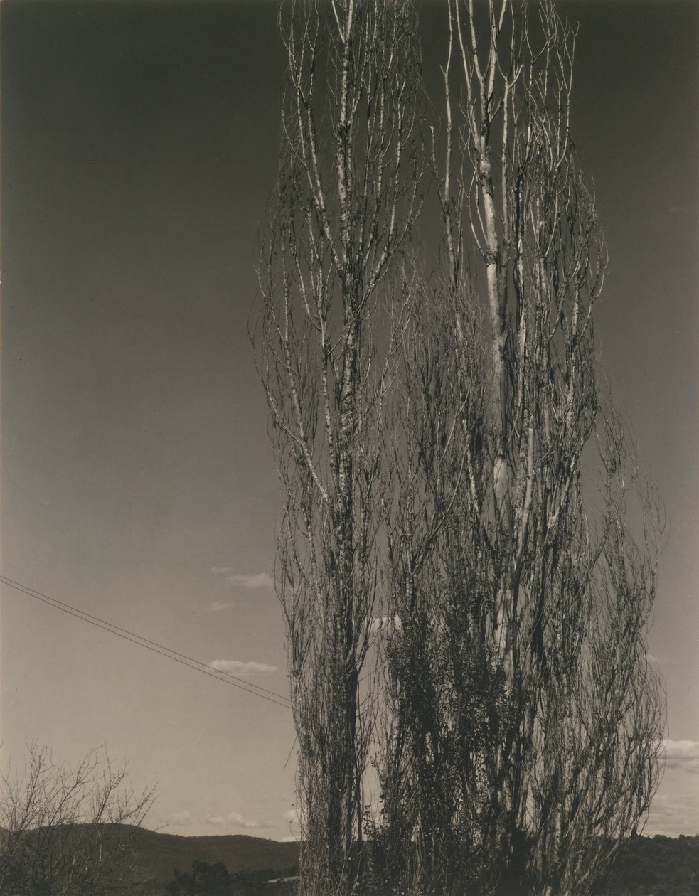 De to poplene, Lake George av Alfred Stieglitz