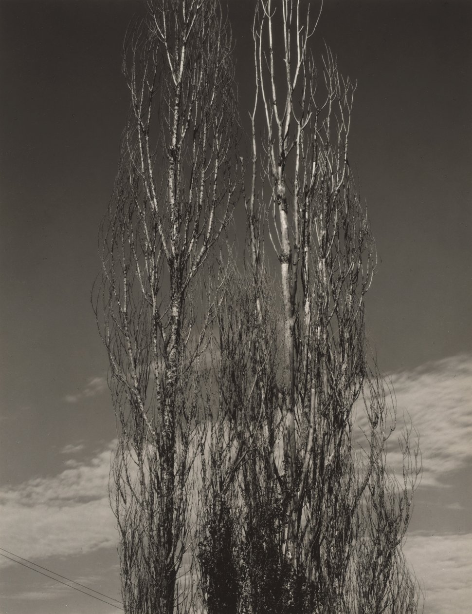 De to poppelene, Lake George av Alfred Stieglitz