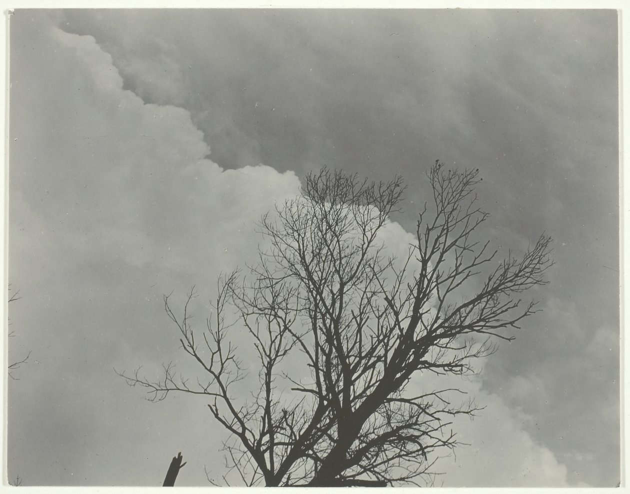 Tresett 3, ca. 1924. av Alfred Stieglitz