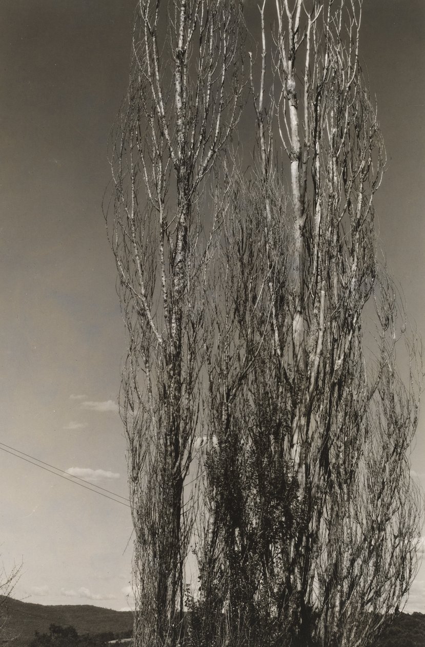 Two Poplars, Lake George (rekto) av Alfred Stieglitz