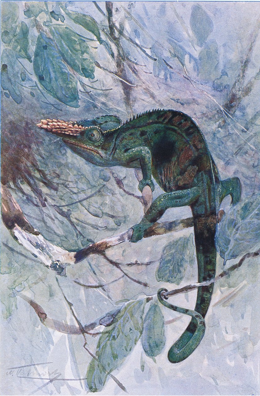 Afrikansk kameleon, illustrasjon fra 