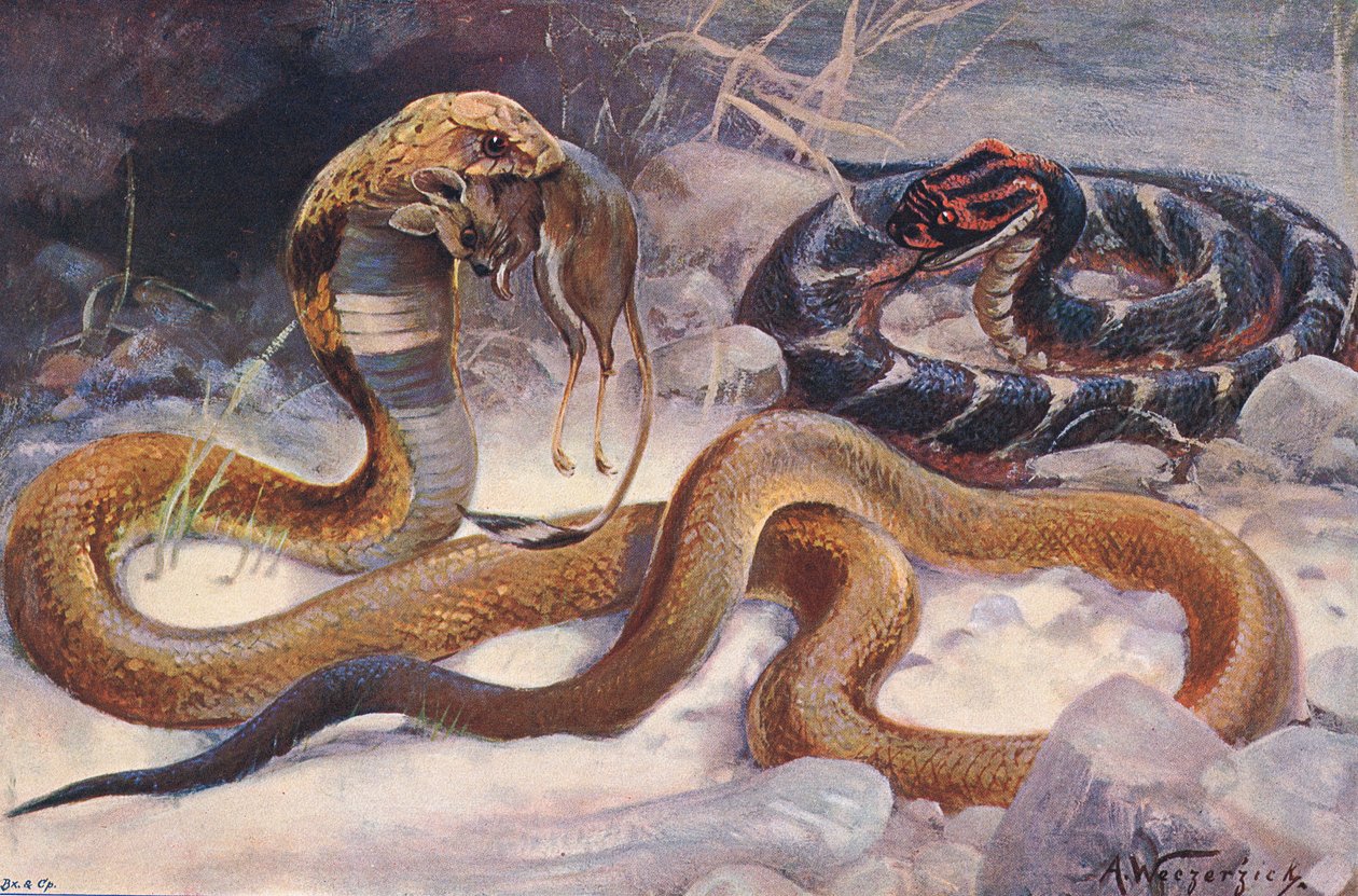 Cobra og Puff Adder, illustrasjon fra 