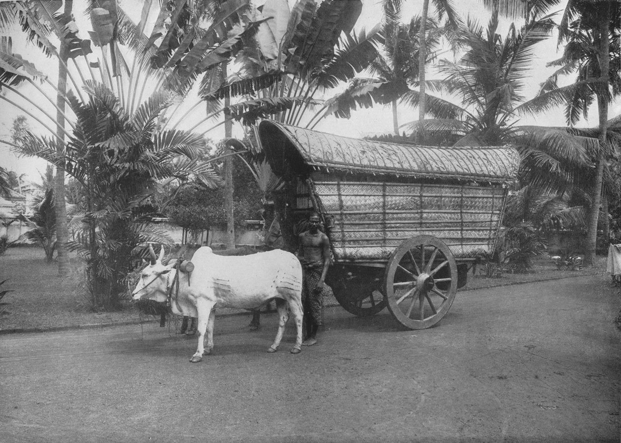 En Ceylon oksevogn, c1890, 1910 av Alfred William Amandus Plate