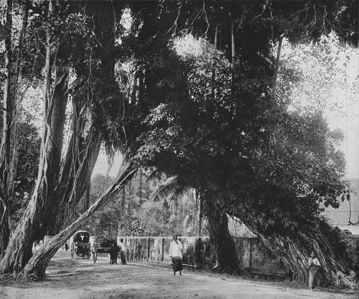 Banyan Tree ved Kalutara, c1890, 1910 av Alfred William Amandus Plate