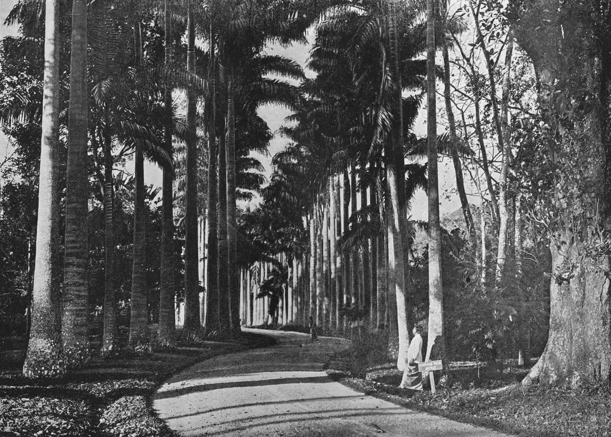 Kålpalmer i Peradeniya Gardens, c1890, 1910 av Alfred William Amandus Plate