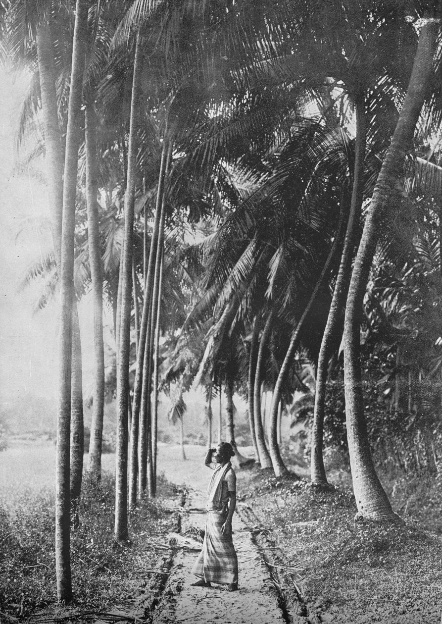 Dawn Through the Palms, c1890, 1910 av Alfred William Amandus Plate