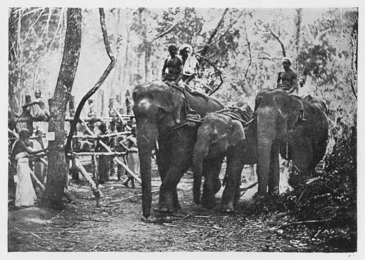 Elephant Kraaling in Ceylon - Free No Longer, c1890, 1910 av Alfred William Amandus Plate