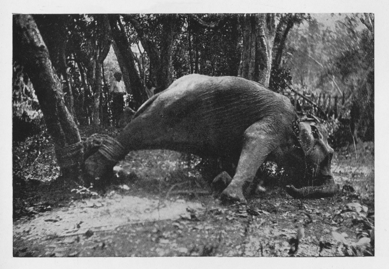 Elephant Kraaling in Ceylon - Noosed, c1890, 1910 av Alfred William Amandus Plate