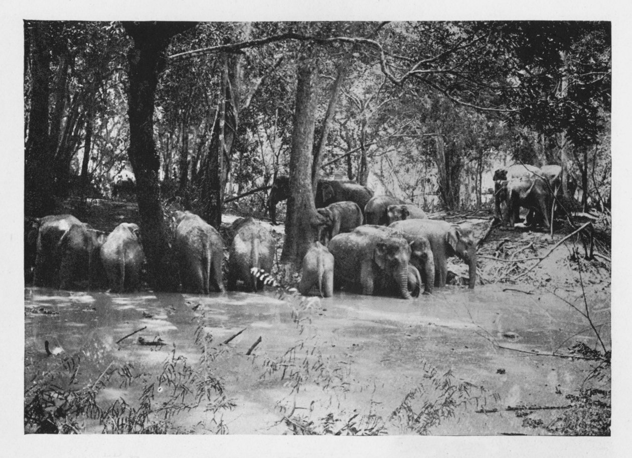 Elephant Kraaling i Ceylon ved et vannhull inne i Stockade, c1890, 1910 av Alfred William Amandus Plate