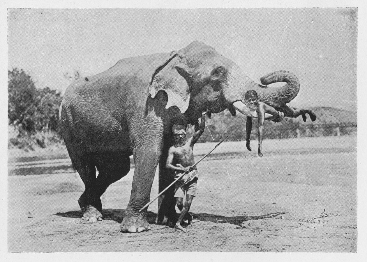 Maligawa Elephant and Mahouts, c1890, 1910 av Alfred William Amandus Plate
