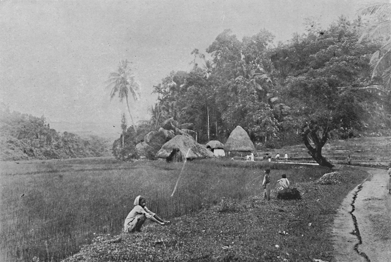 Paddy Field nær Gampola, c1890, 1910 av Alfred William Amandus Plate