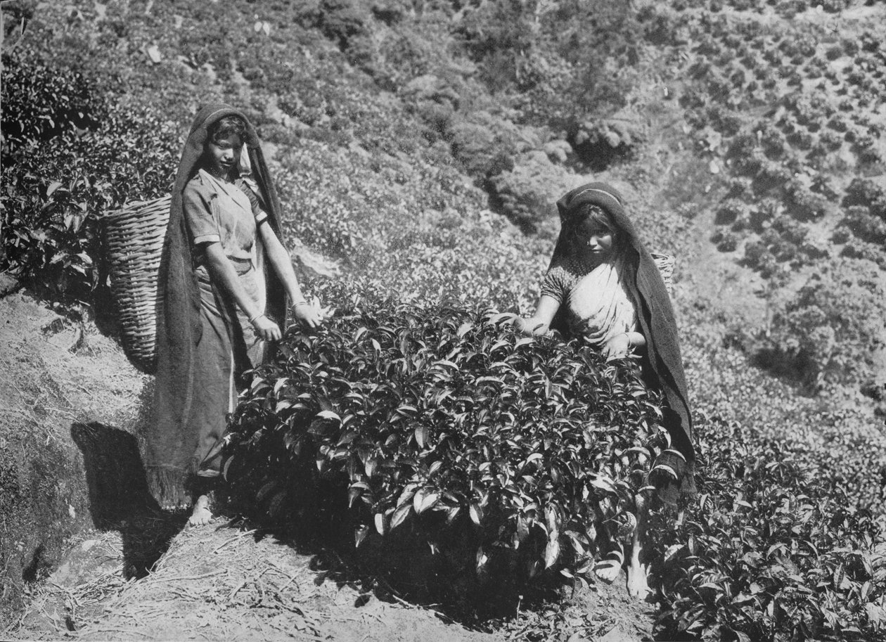 Plukkere på Tea Estate, Ceylon, c1890, 1910 av Alfred William Amandus Plate