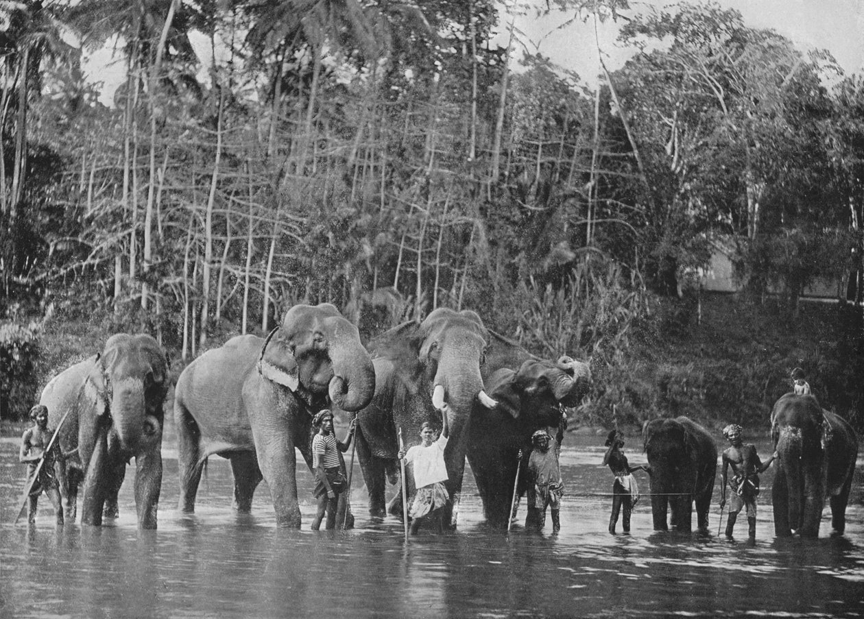 Hellige elefanter som bader i Mahaweli Ganga ved Katugastota, c1890, 1910 av Alfred William Amandus Plate