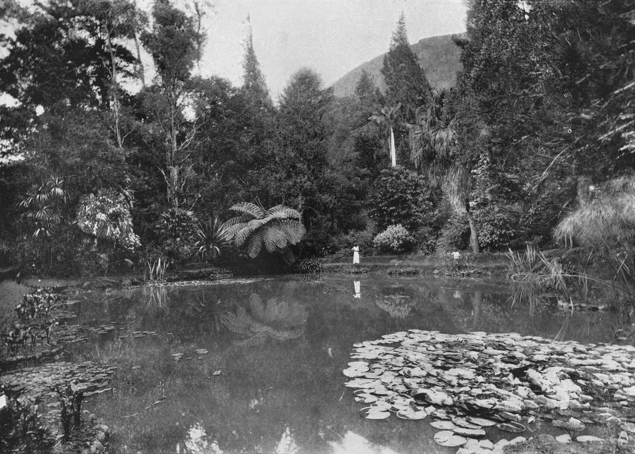The Lotus Pond, Hakgalla Gardens, Nuwara Eliya, c1890, 1910 av Alfred William Amandus Plate