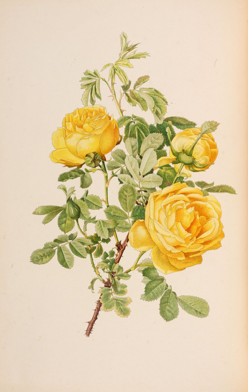 Illustrasjon fra slekten rosa av Ellen Willmott, 1914. av Alfred William Parsons