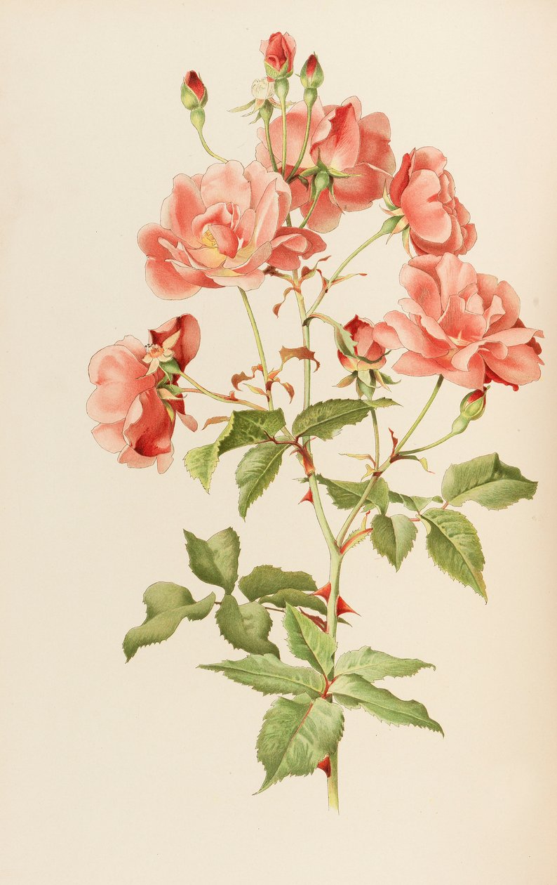Illustrasjon fra slekten rosa av Ellen Willmott, 1914. av Alfred William Parsons