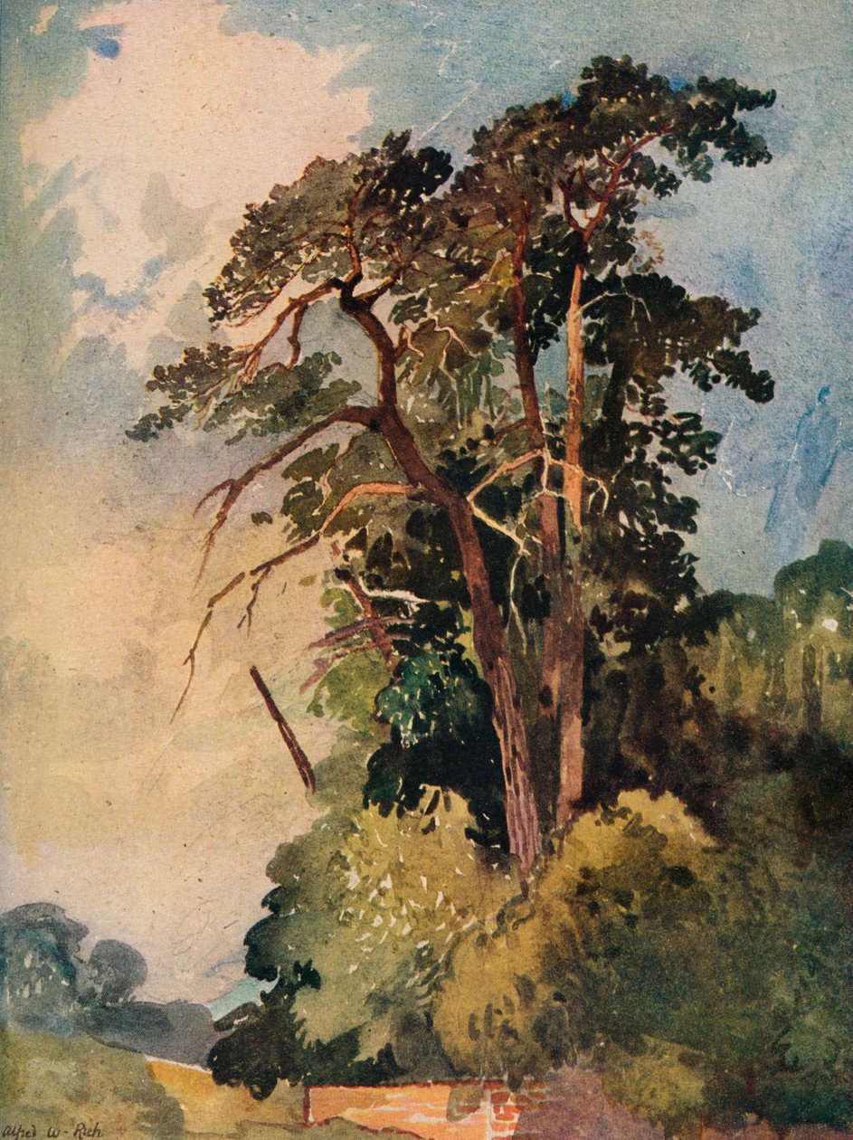 Studie av trær, c1880 av Alfred William Rich