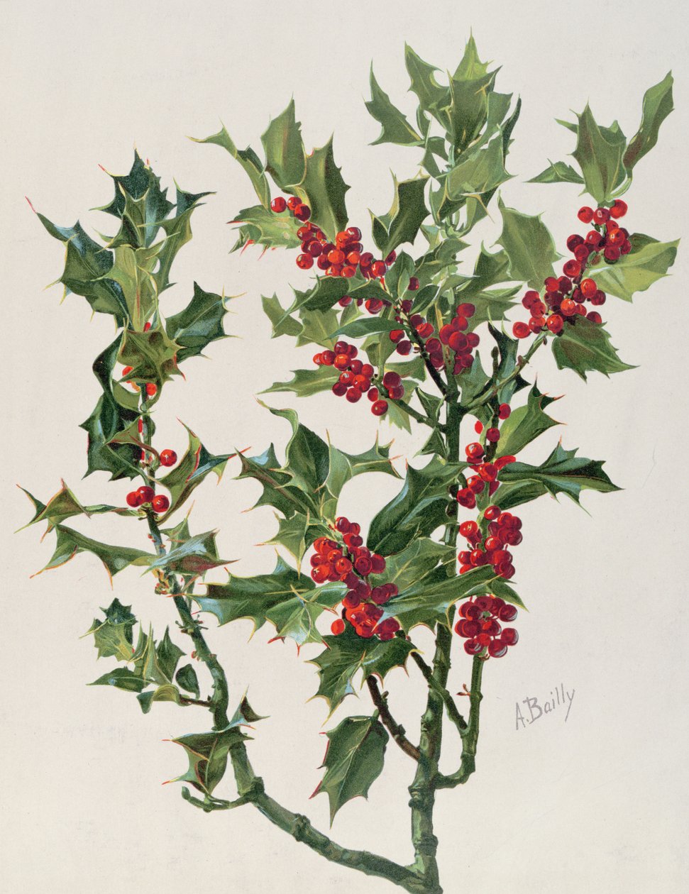 Holly, illustrasjon fra Encyclopédie Artistique et Documentaire de la Plante, utgitt i Paris, 1904-08 chromolitho av Alice Bailly