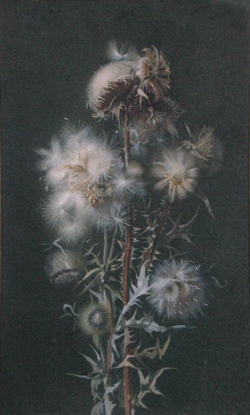Thistledown (akvarell på papir) av Alice Gray
