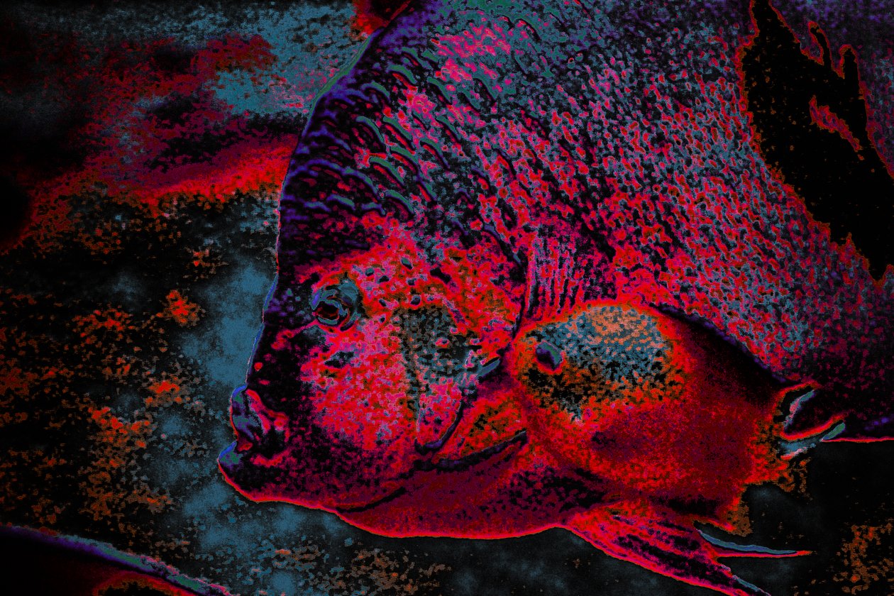 Fingerling, 2018 (håndmalt fotografi) av Alice Gur-Arie