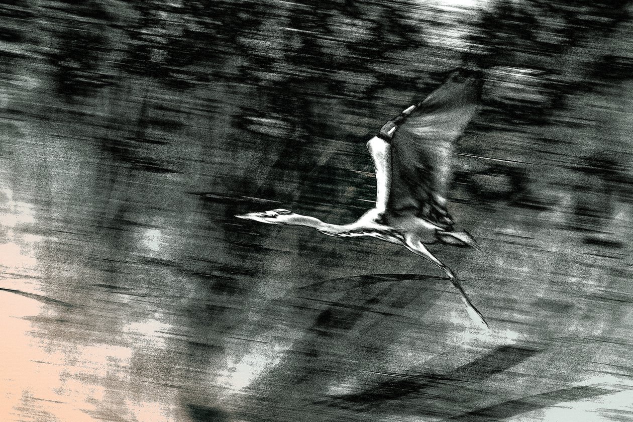 Flukten fra Det hellige land, 2015 (håndmalt fotografi) av Alice Gur-Arie