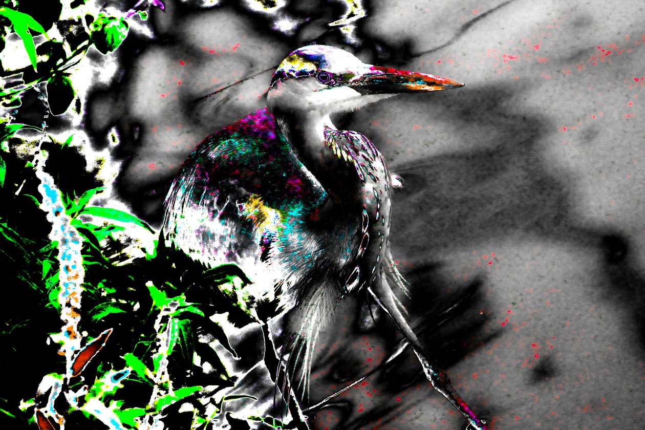 Etter de blinde, 2013 (fotografi) av Alice Gur-Arie