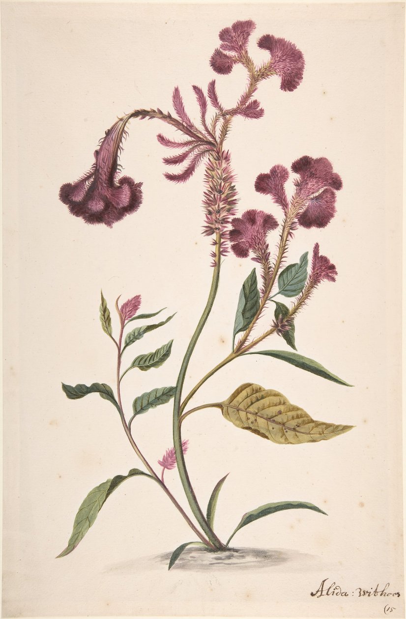 Studie av en Hanekam Celosia argentea, n.d.. av Alida Withoos
