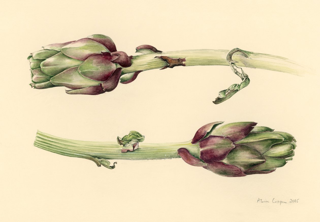 Artisjokker, 2005 av Alison Cooper